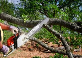 Tree and Shrub Care in Elizabeth, CO